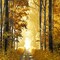 Sunlit Forest I Poster Print by Derek Scott # DST113311